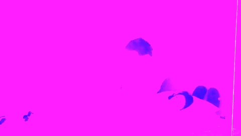 A sexy brunette gets fucked in front of the webcam